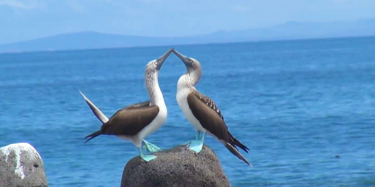 Blue-Footed Boobies Have The Best Mating Dance - The Dodo