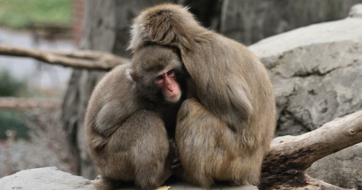Rescued Monkeys Relocated To Primate Sanctuary In Texas The Dodo