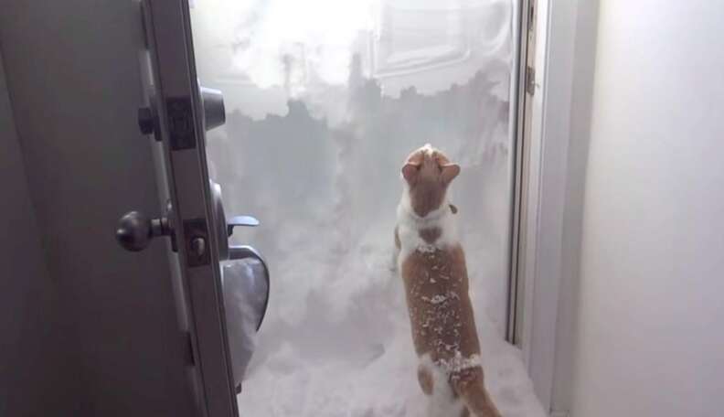 Cat Bravely Takes On Wall Of Snow Outside His Front Door The Dodo