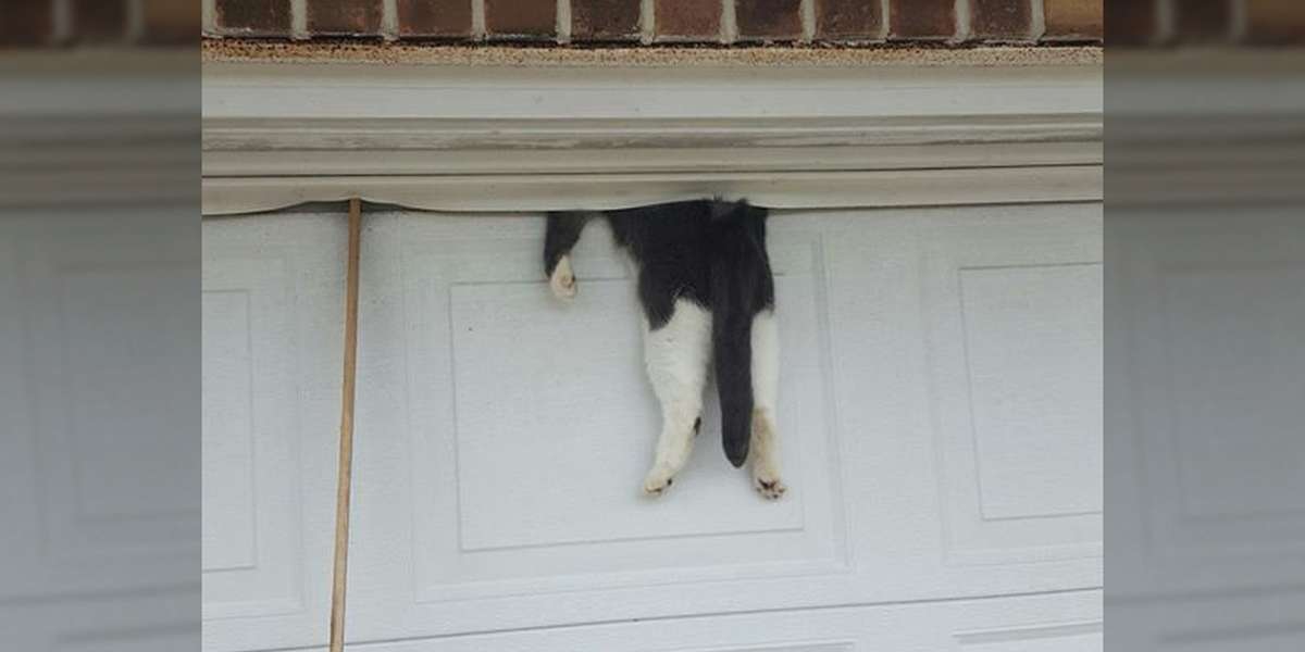 Cat Finds Out Why You Shouldn't Sleep On The Garage Door - The Dodo