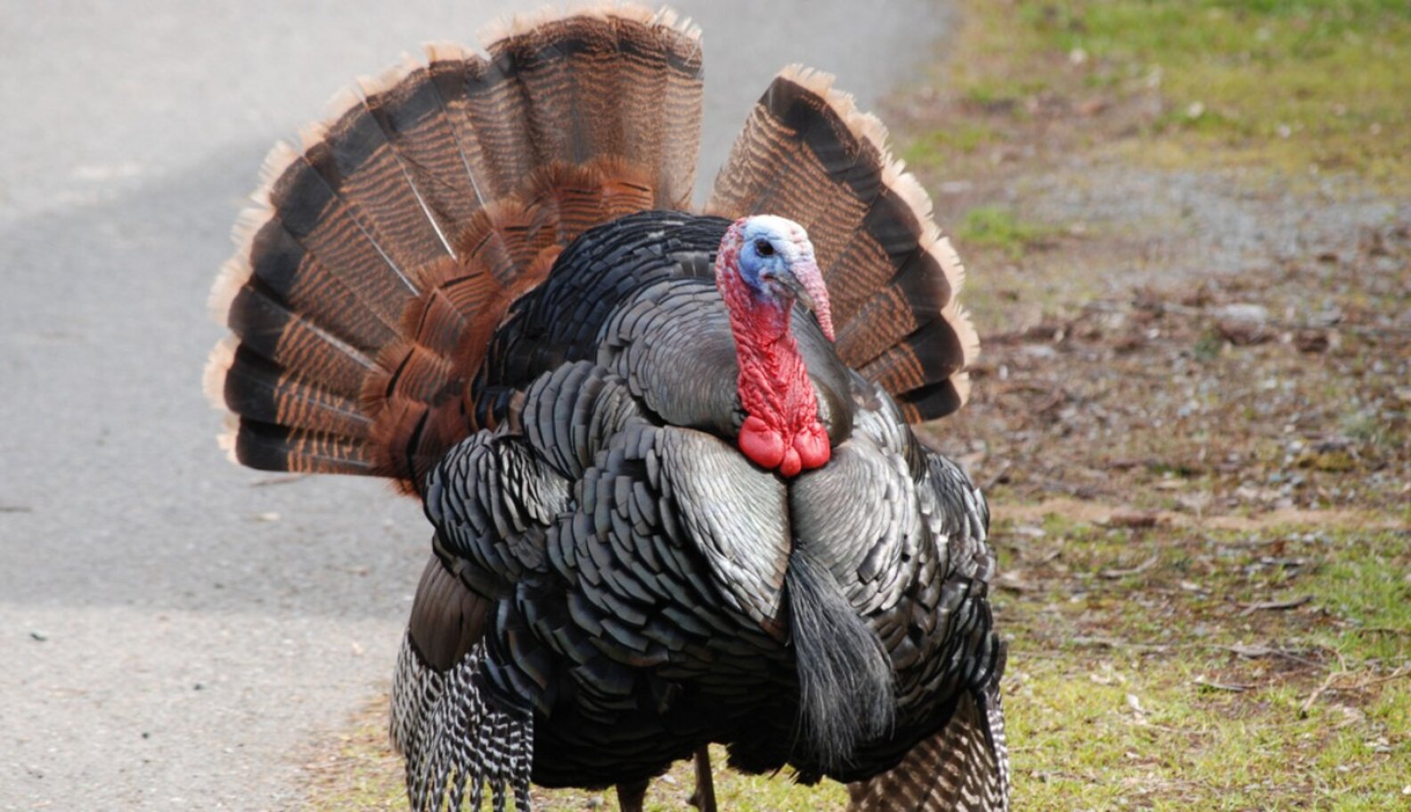 The Enigmatic Intelligence Of Turkeys The Dodo