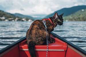 Cat Loves To Go On Adventures With Her Mom