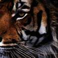 Tigers Being Tortured For 'Medicine' Outnumber The Ones Living Free