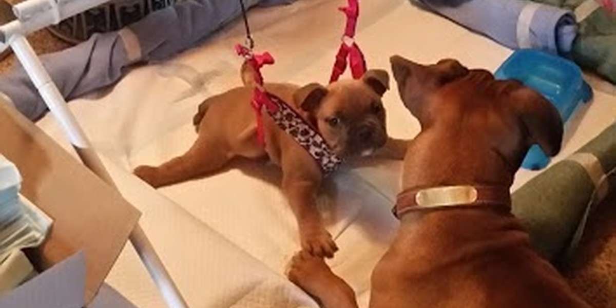 Puppy Dumped By Breeder Heals In Baby Bouncer The Dodo