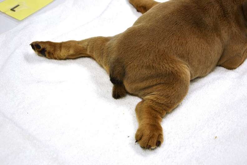 Baby and puppy in hot sale bouncer