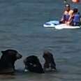 Bear Mom Takes Her Kids To The Beach