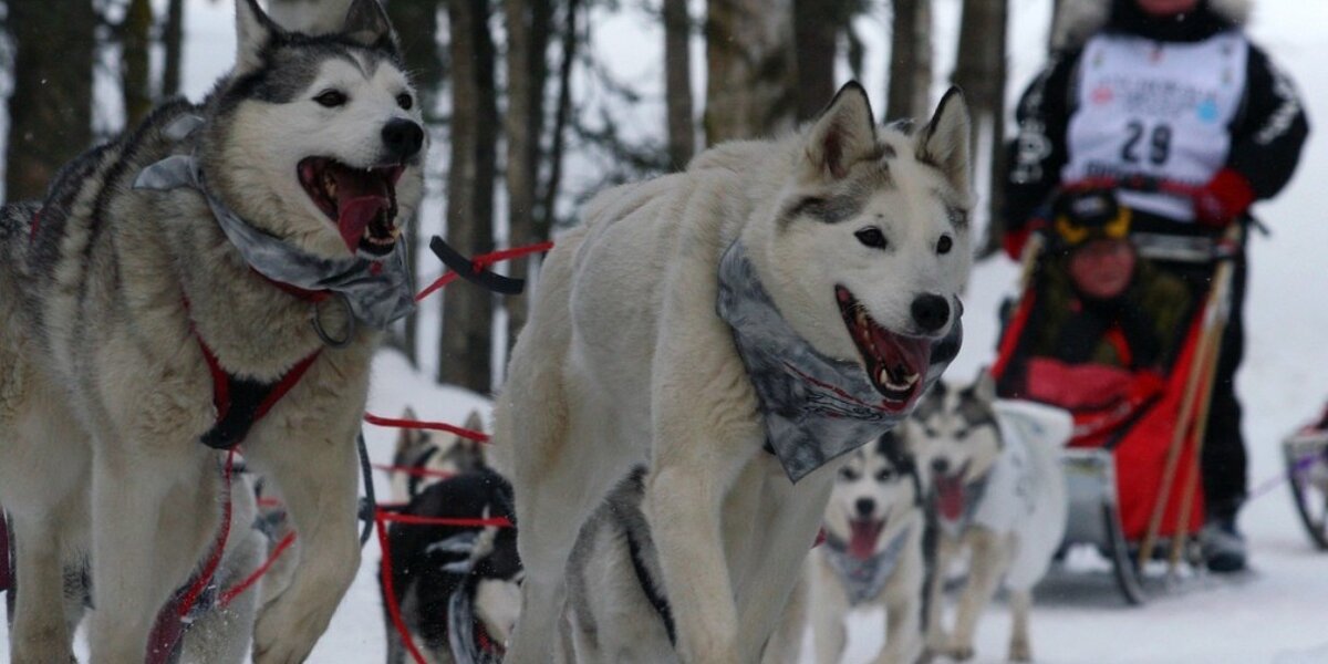 A team fashion of 8 dogs pulls a sled