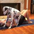 Dog Is Really Happy To Be Included In His Mom's Yoga Workout