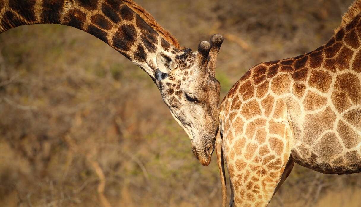 Animals Who Have The Wildest Sex - The Dodo