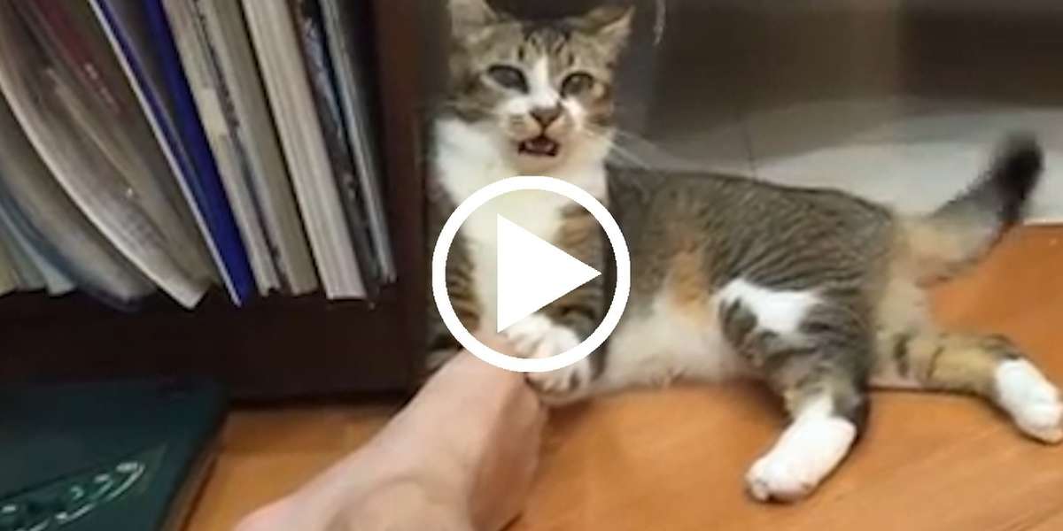 When Smelling Things Was The Wrong Choice The Dodo