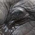 Elephant Beaten And Blinded In The Name Of 'God'