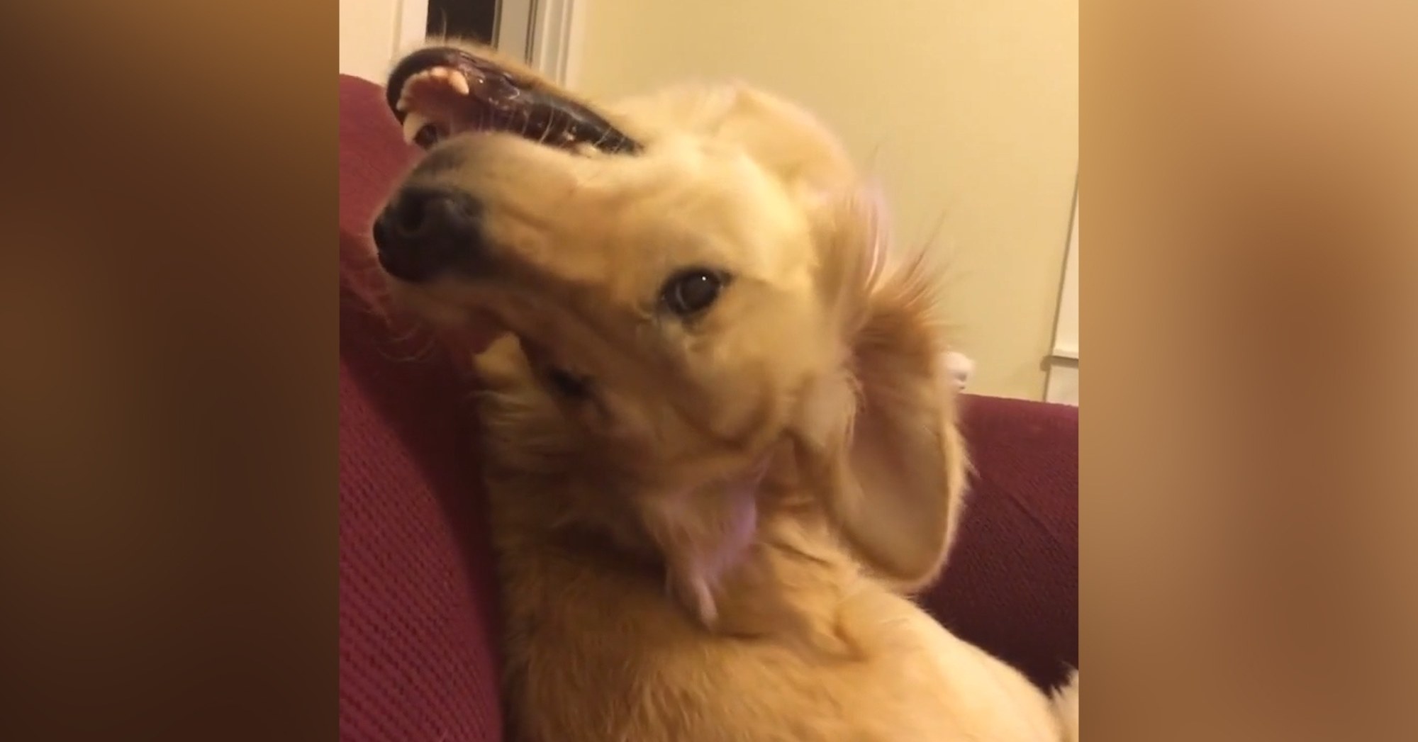 Golden Retriever Smiles Upside Down - Videos - The Dodo