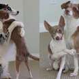 Adoring Dogs Teach You The Perfect Hug ... For Any Relationship