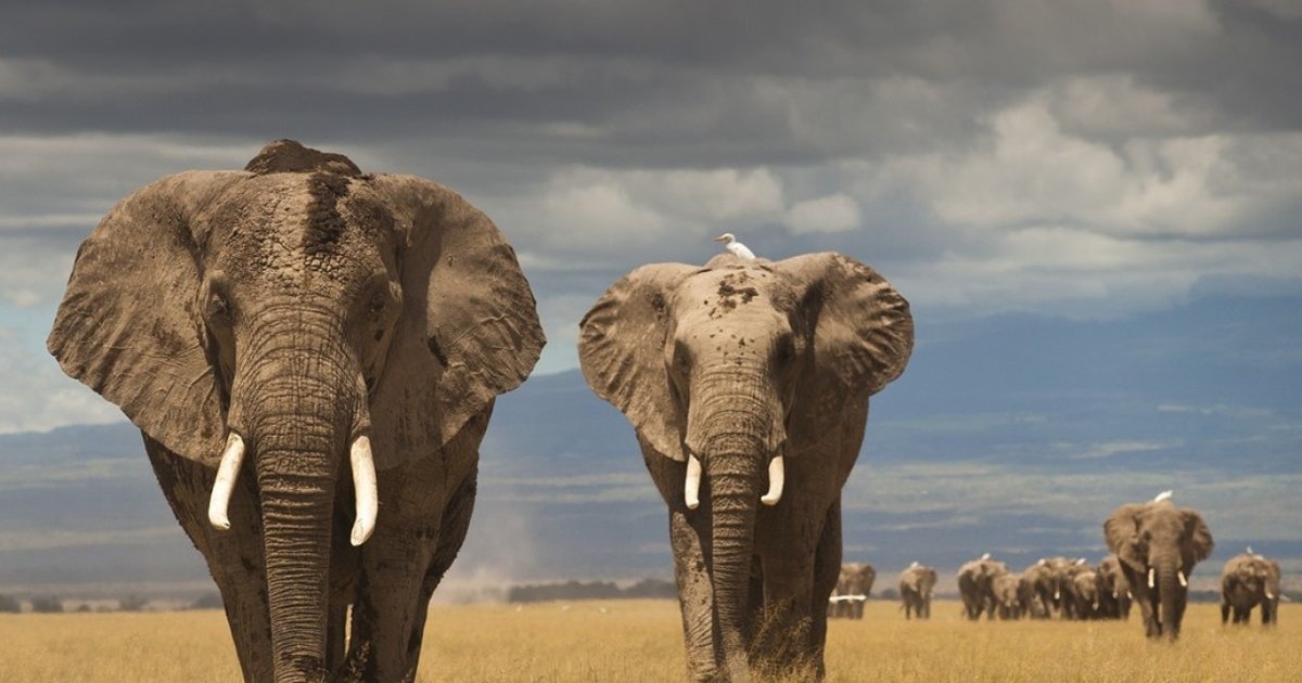 This Is An Elephant Poaching Crisis The Dodo