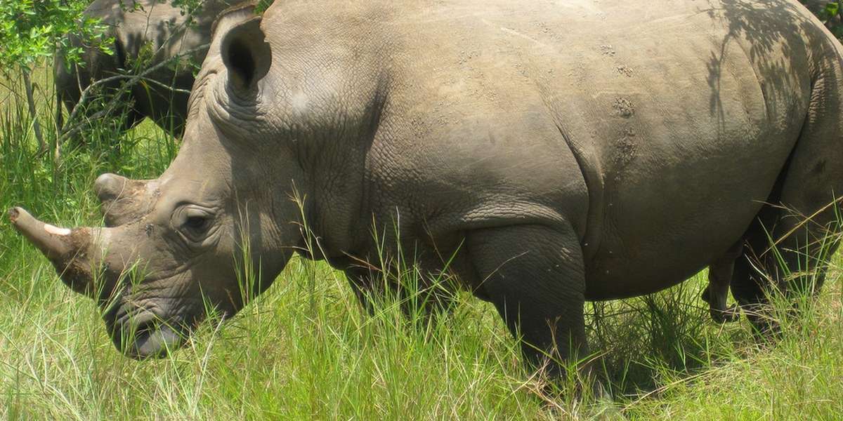 'Last Hope' For The Rhino In Uganda - The Dodo