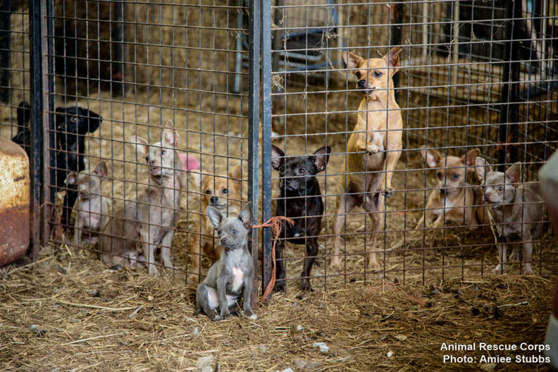 Group Saves Dozens Of Terrified Animals In One Day — Then Gets A Call That There Are More - The Dodo Group Saves Dozens Of Terrified Animals In One Day — Then Gets A Call That There Are More - The Dodo