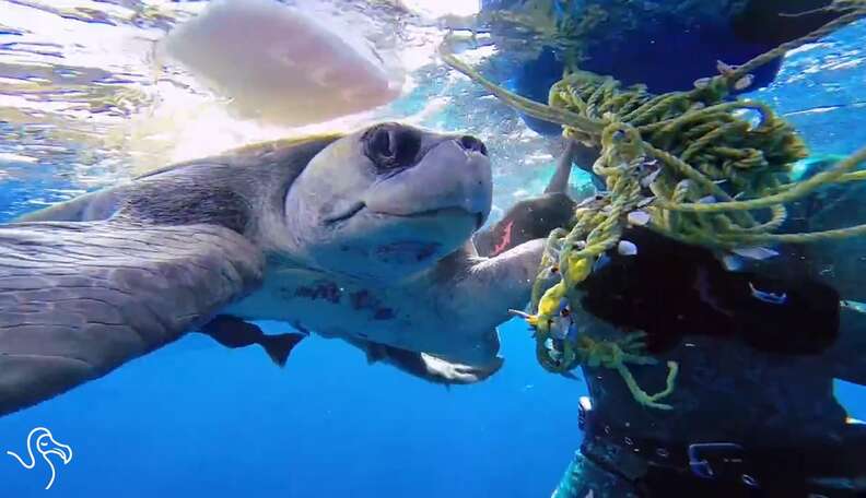 WATCH: Animals Getting A Helping Hand - The Dodo