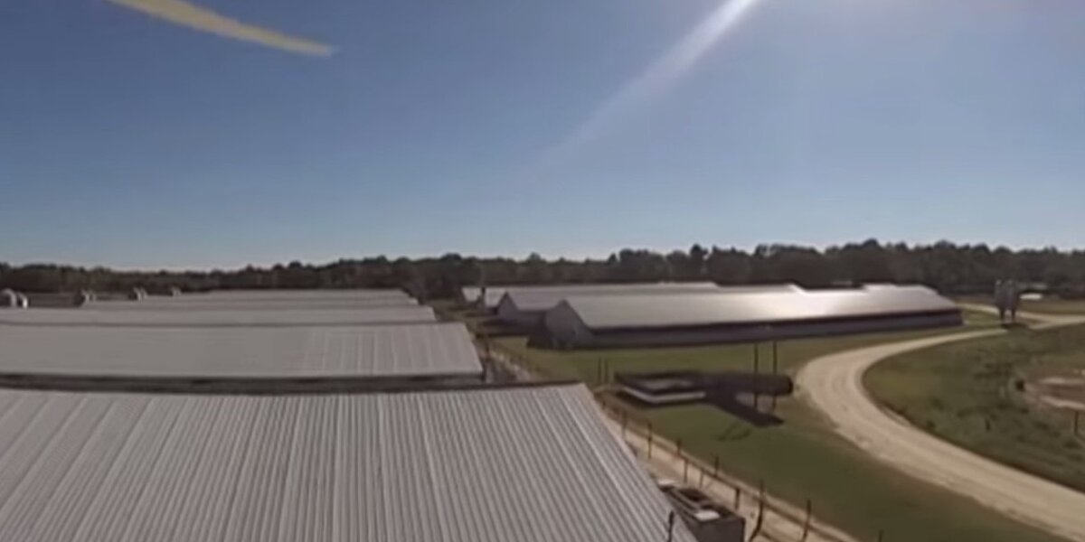 Aerial Drones Expose Vile Conditions On Factory Farms The Dodo 