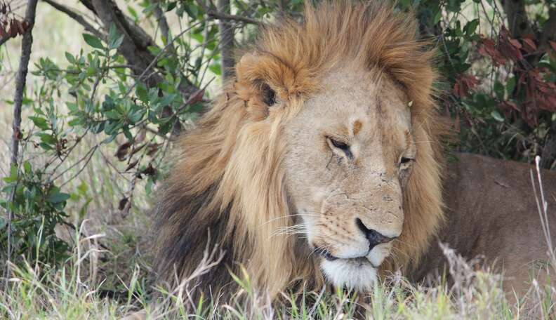 3 Lion Brothers Refuse To Leave Pride, Raise Their Kids Together - The Dodo