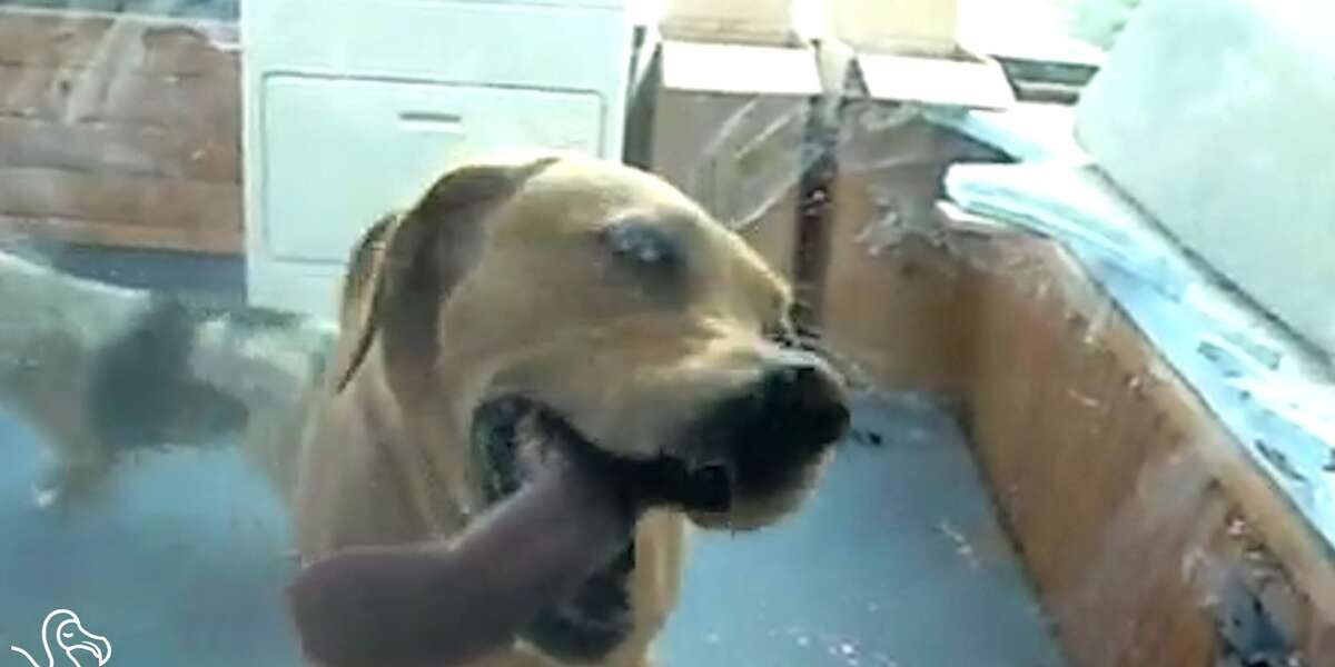 WATCH Dogs Licking Windows The Dodo