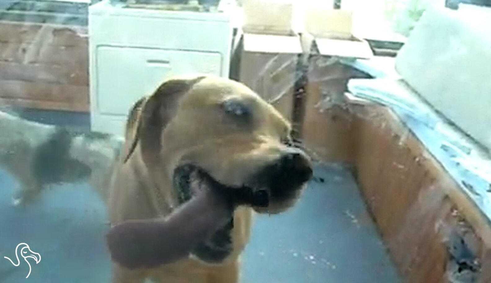 WATCH Dogs Licking Windows The Dodo