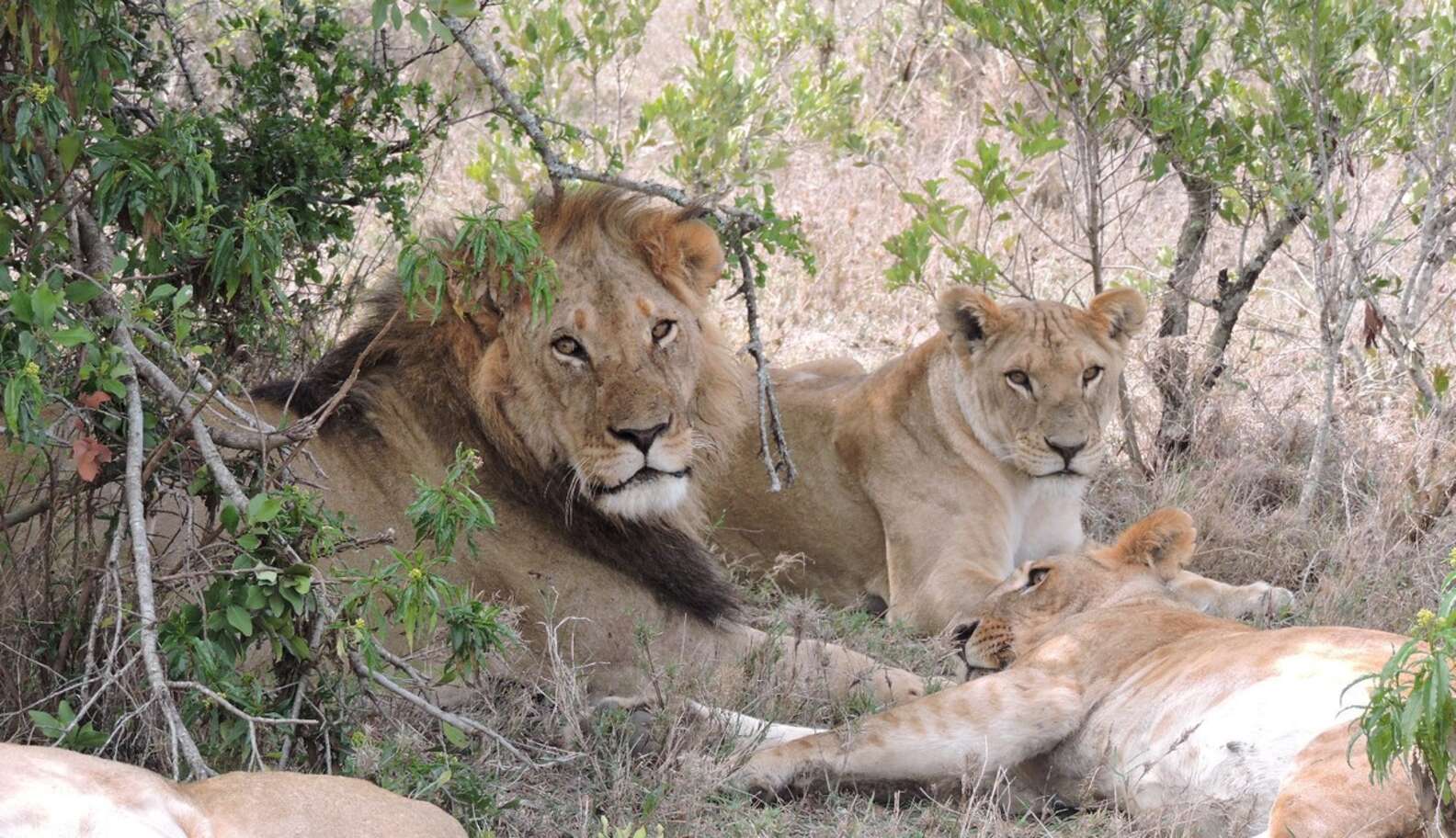 3 Lion Brothers Refuse To Leave Pride, Raise Their Kids Together - The Dodo