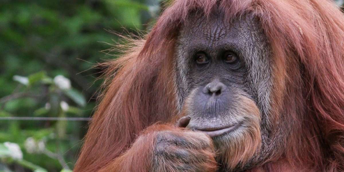 Horrific Attack On Baby Orangutan In Germany Was Totally Preventable