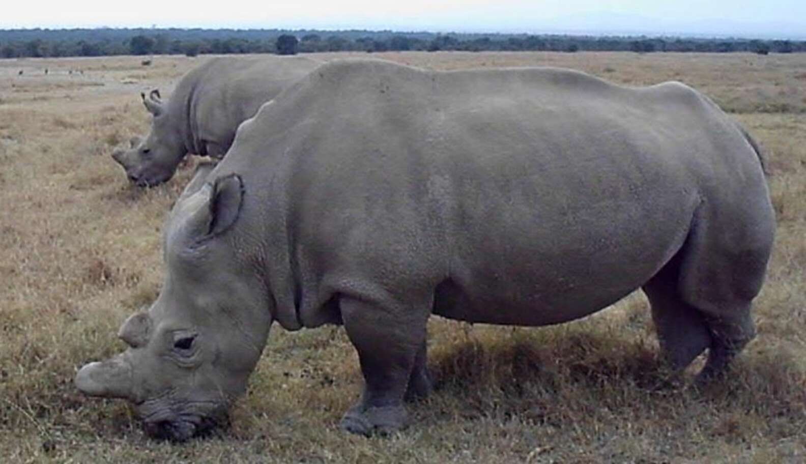 There Are Now Only 6 Northern White Rhinos On Earth - The Dodo