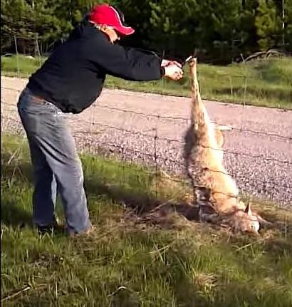 Man Stops On Side Of Highway To Free Trapped Wolf - The Dodo