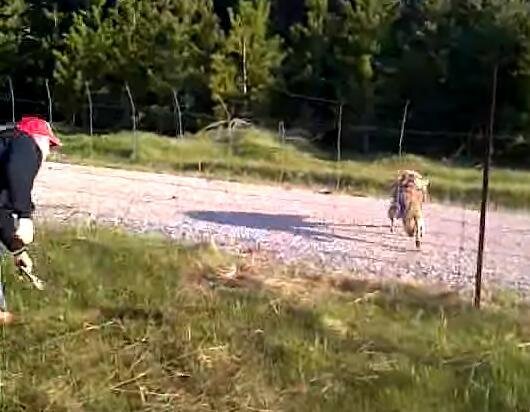 Man Stops On Side Of Highway To Free Trapped Wolf - The Dodo