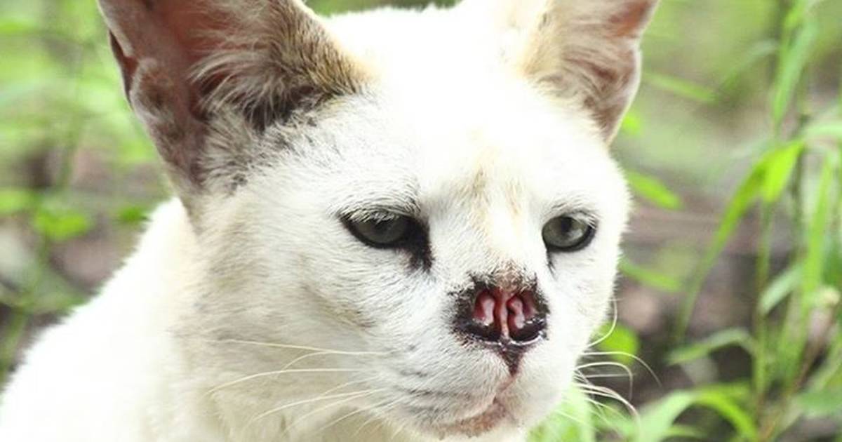 Rarest Cat In The World Lost His Nose But Not His Spirit - The Dodo