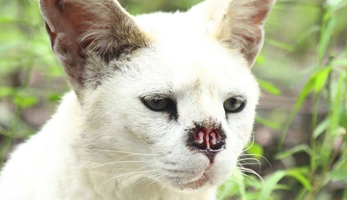 Cat white deals nose