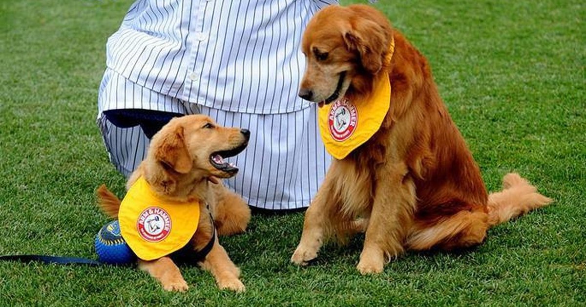Bat Dogs Are The Best Thing In Baseball The Dodo