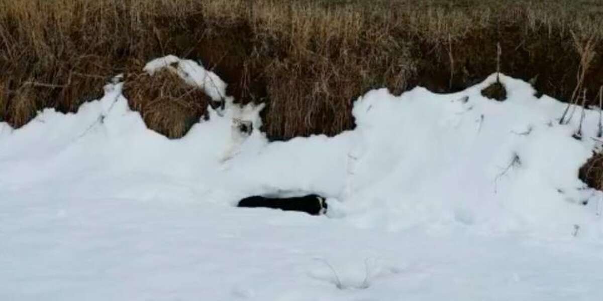 ‘Dead’ Dog Comes Back To Life When He Sees His Owner The Dodo