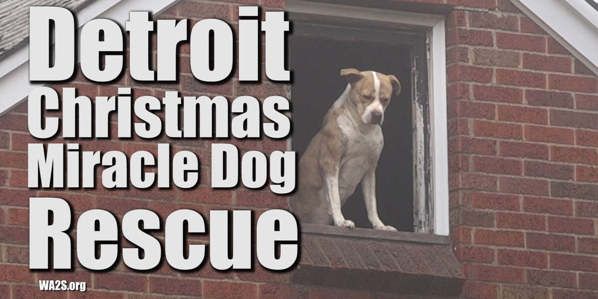 A Christmas Miracle Dog Rescue - Maybe 2 Miracles - Please SHARE ...