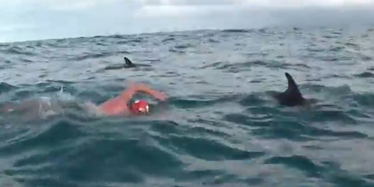 Watch: Wild Dolphins Join Man On Swim To Raise Funds For Dolphin ...