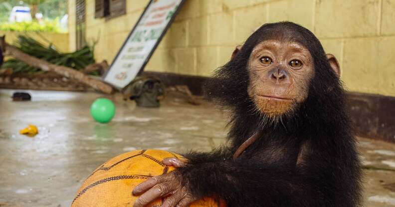 Ape Action Africa - Adopt Ali on World Chimpanzee Day! When orphaned baby  chimp Ali arrived at Ape Action Africa, he was estimated to be only one to  two months old. He'd