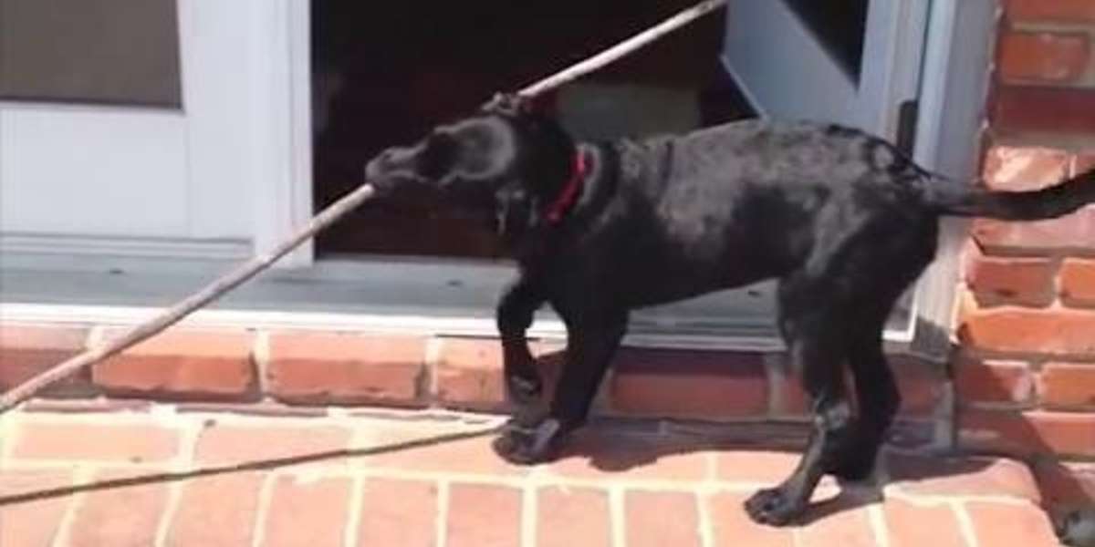 Dog Will Do Whatever It Takes To Get This Goddamn Stick Inside - The Dodo