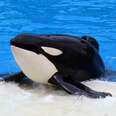 Milestone Bill Could Mean The End Of Orcas In Captivity