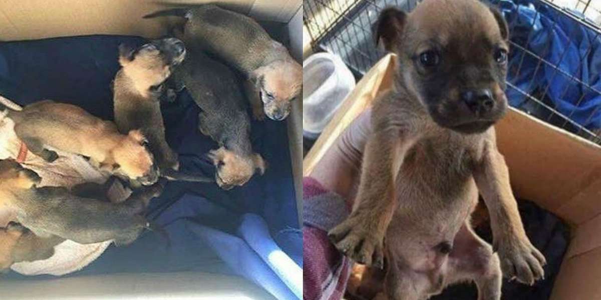 Puppies Dumped In Woods With Sign Saying 'Shoot Me' - The Dodo