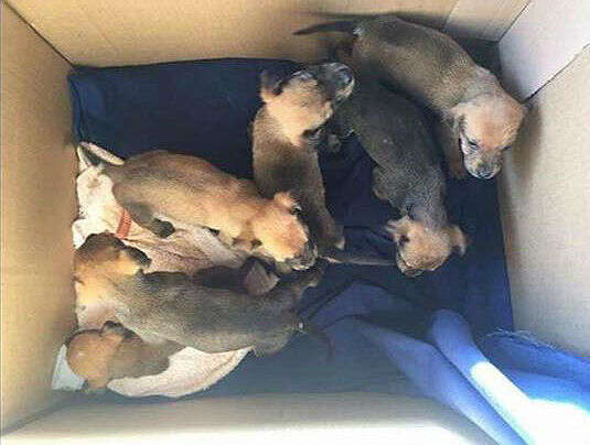 puppies dumped in box with sign saying 'shoot me'
