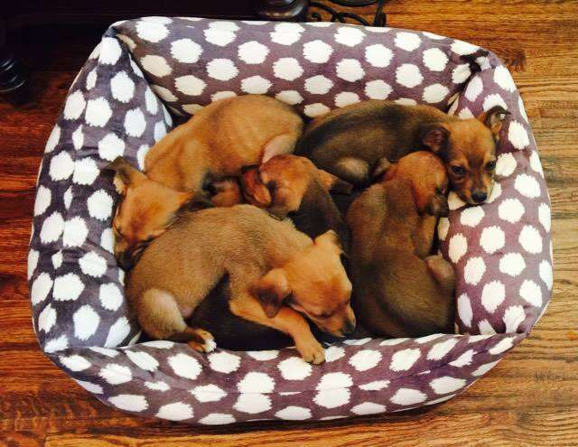 puppies dumped in box with sign saying 'shoot me'