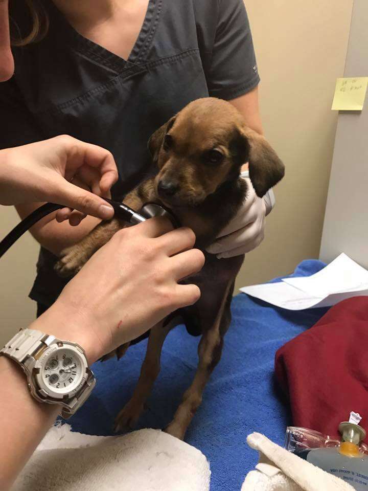 puppy dumped in woods is getting a checkup