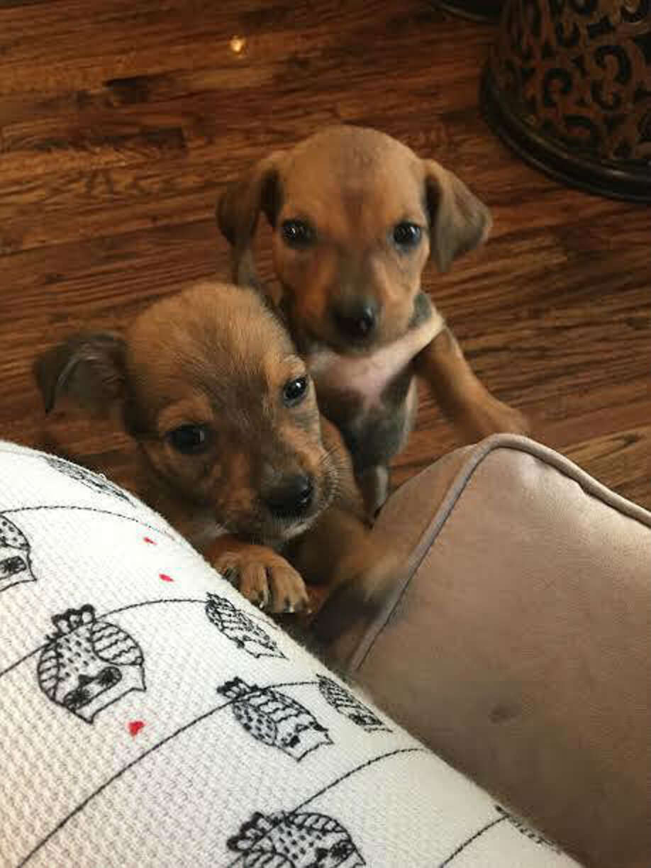 Puppies Dumped In Woods With Sign Saying 'Shoot Me' - The Dodo