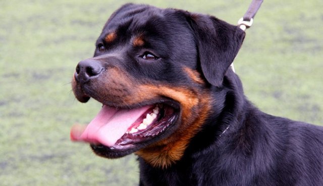 Rottweilers Save 80-Year-Old Woman, Lick Her Until Help Arrives - The Dodo