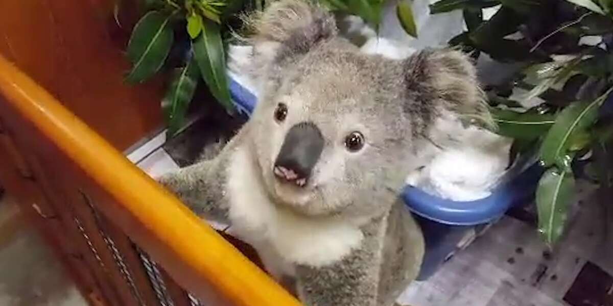 Koala With Broken Leg Gets The Care She Needs To Go Back Home - The Dodo