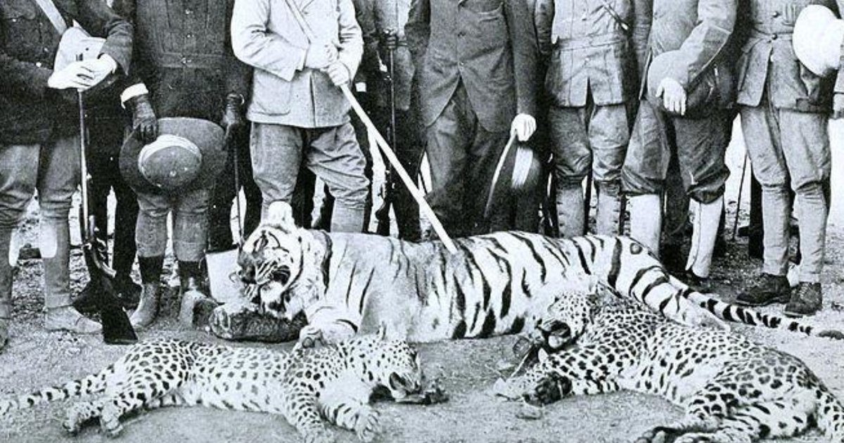 An Imperial History Of Canned Hunting The Dodo