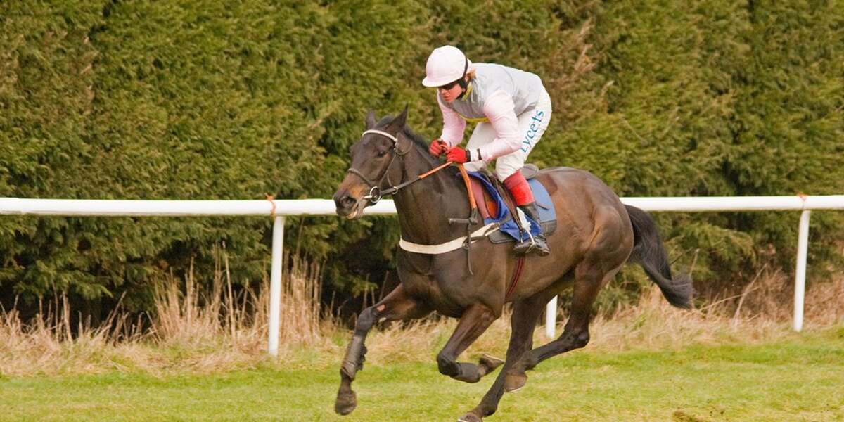 Whipping Horses A Critical Analysis Shows It Is Unwarranted The Dodo