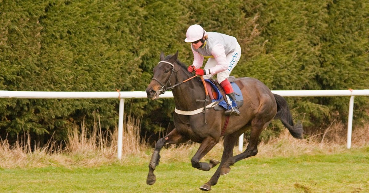 Whipping Horses A Critical Analysis Shows It Is Unwarranted The Dodo