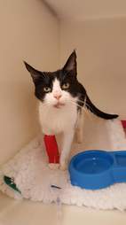 cat and 8 kittens found in suitcase
